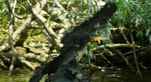 Большой баклан (Phalacrocorax carbo)                 